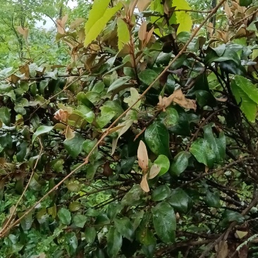 杉树寄生鲜货，多种树寄生可选，所售寄生均留有一截原树标志