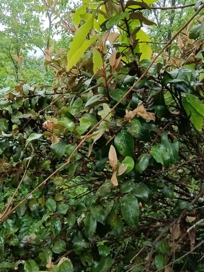 杉树寄生鲜货，多种树寄生可选，所售寄生均留有一截原树标志
