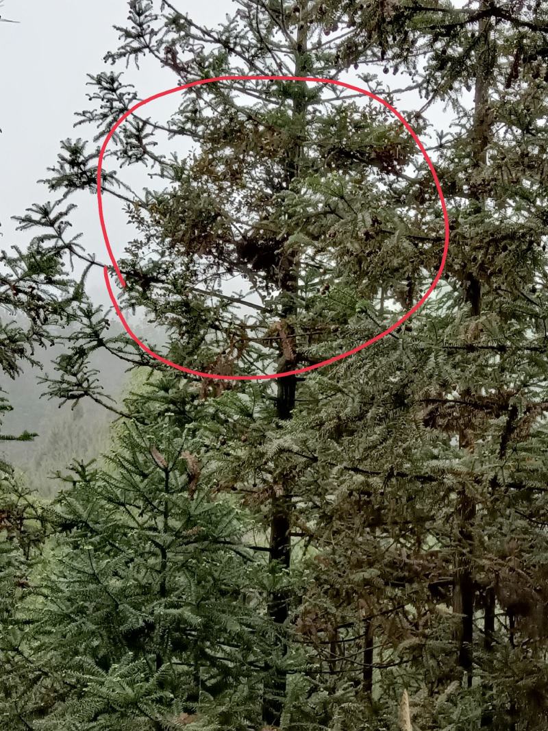 杉树寄生鲜货，多种树寄生可选，所售寄生均留有一截原树标志