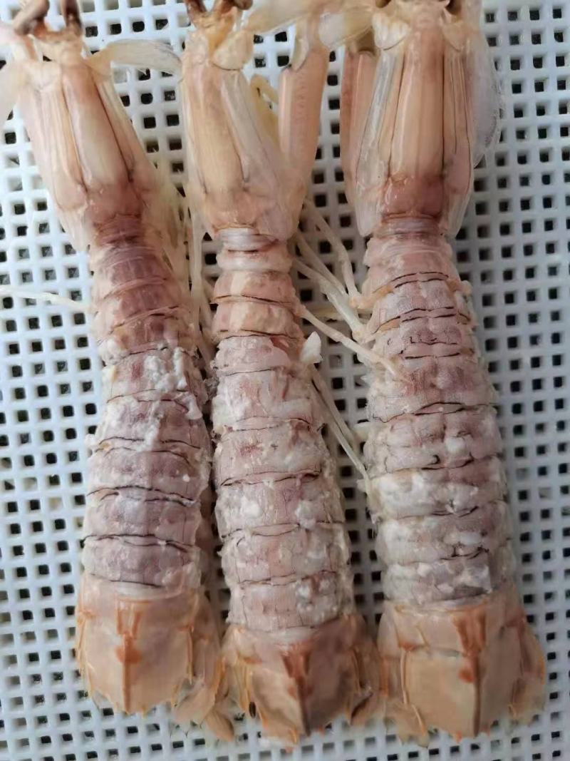 皮皮虾活煮5/7规格，个头大肉质饱满鲜美，适合各大餐饮