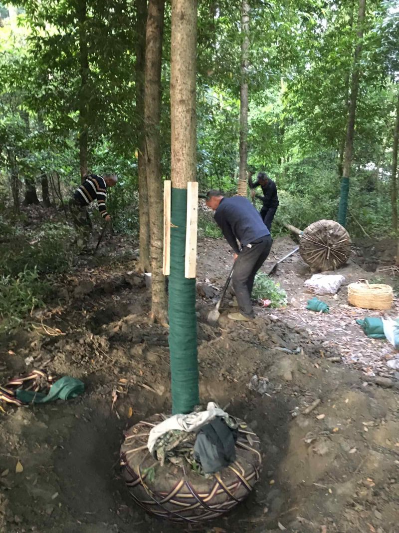 四川正宗金丝楠木小叶桢楠1到50公分基地批发！大小齐全！