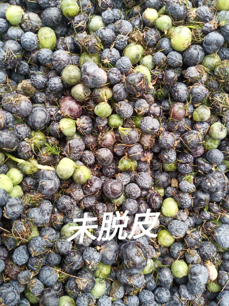 2021年新摘文竹种子