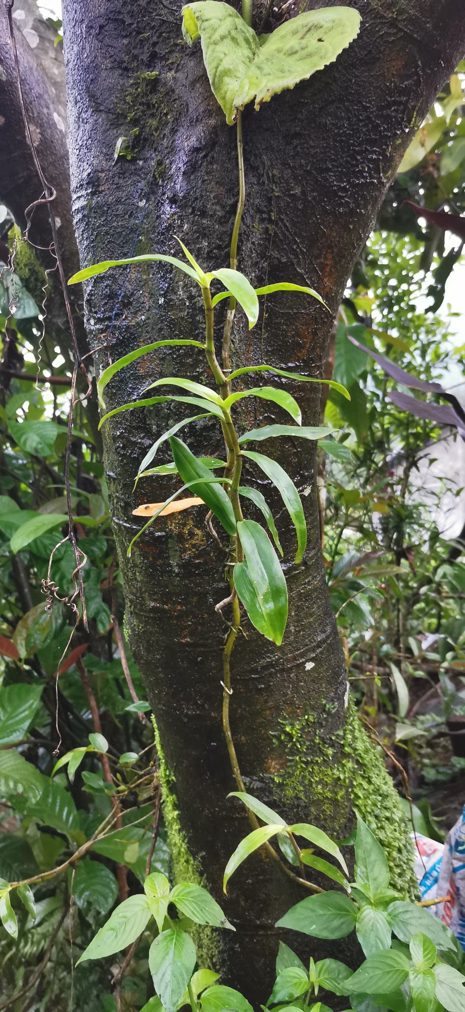 广西野生土山货石仙桃