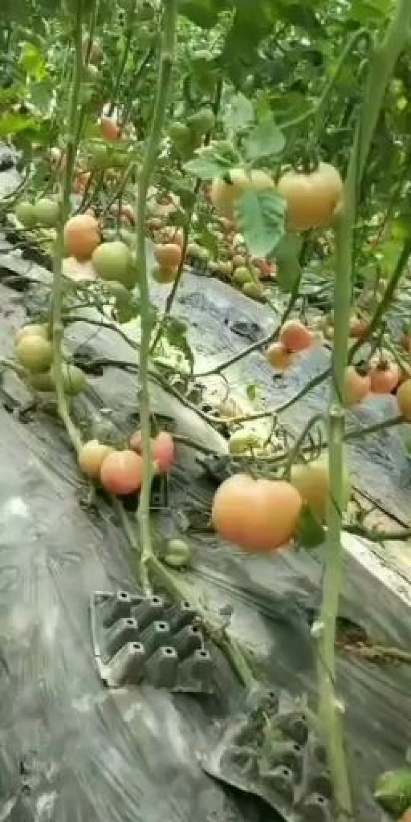 汝南万亩大棚基础品种多多