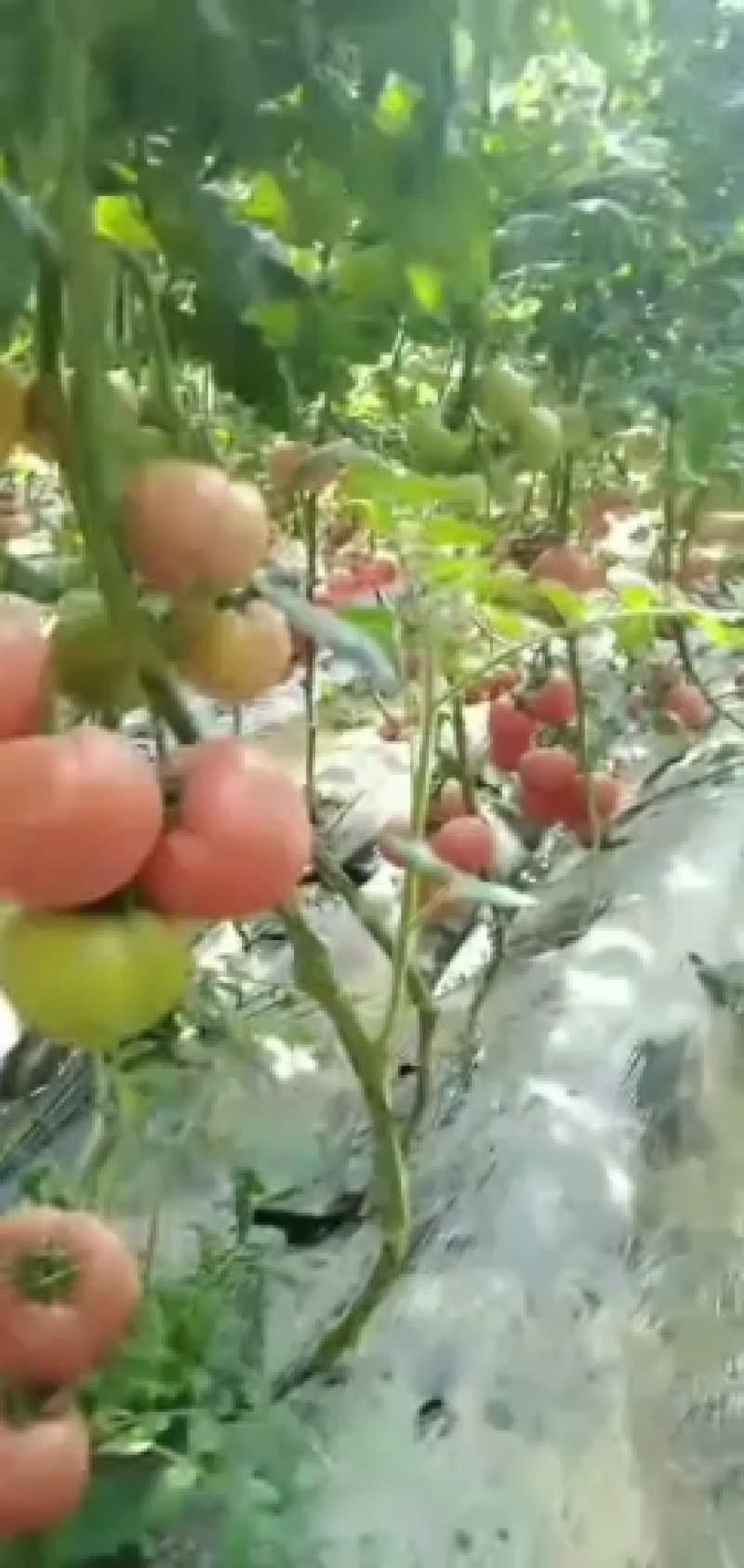 汝南万亩大棚基础品种多多