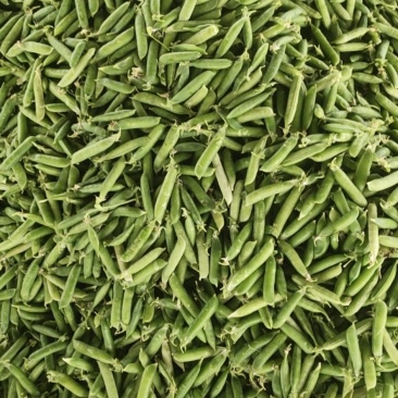 新鲜碗豆荚，大量上市要的速度