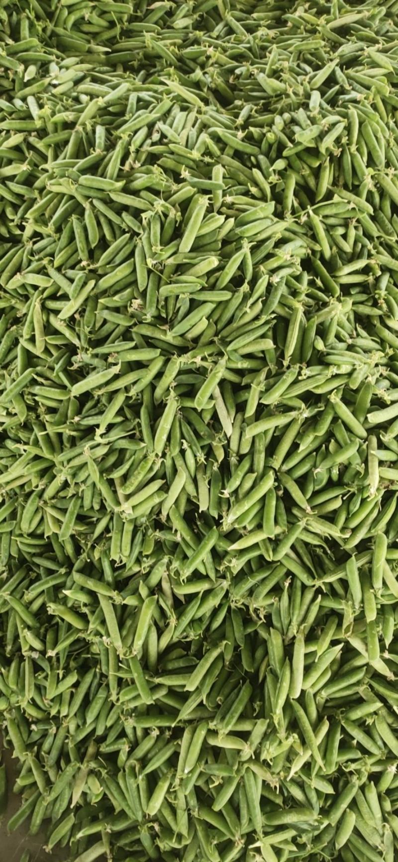 新鲜碗豆荚，大量上市要的速度