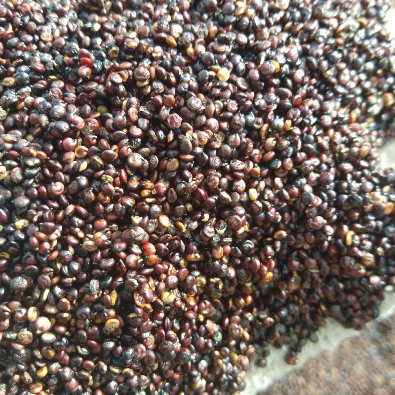 青海藜麦，加工，批发，零售，保质保量，
