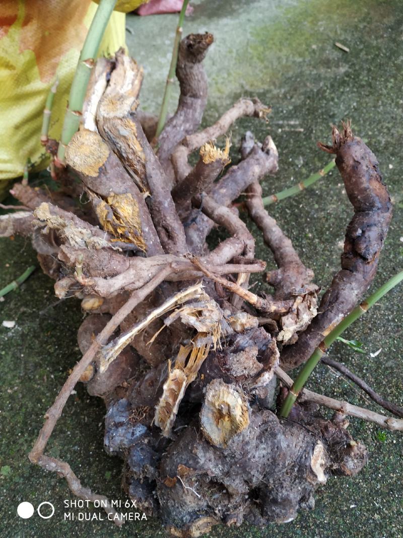 广东省粤北地区大叶蛇总管产地直销，