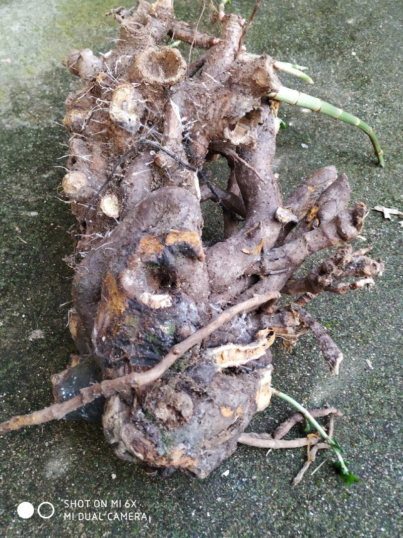 广东省粤北地区大叶蛇总管产地直销，