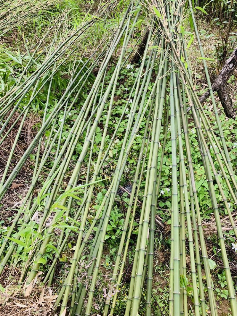 方竹苗木基地直销价格优惠