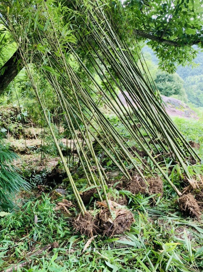 方竹苗木基地直销价格优惠