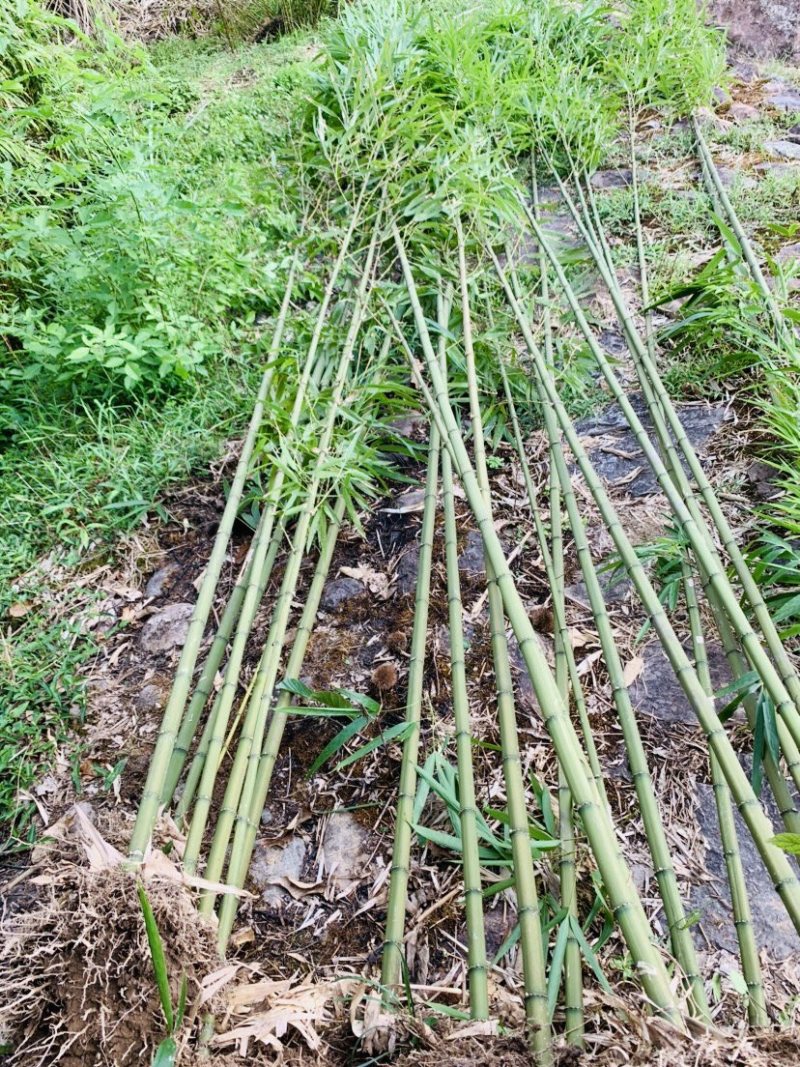 方竹苗木基地直销价格优惠