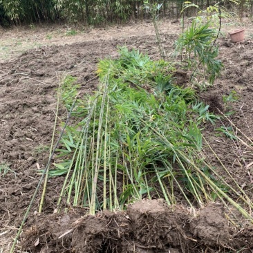 方竹苗木基地直销价格优惠