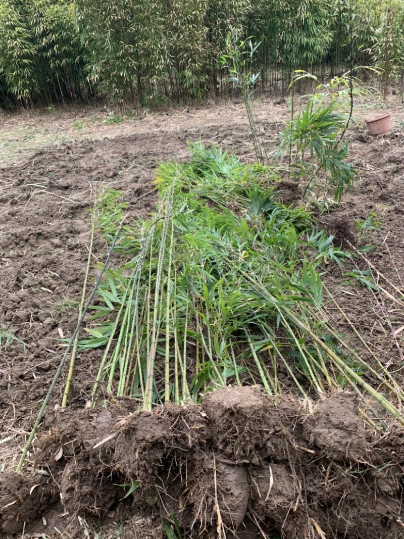 方竹苗木基地直销价格优惠