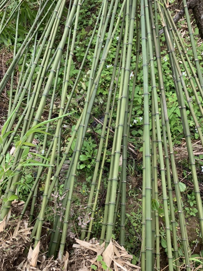 方竹苗木基地直销价格优惠