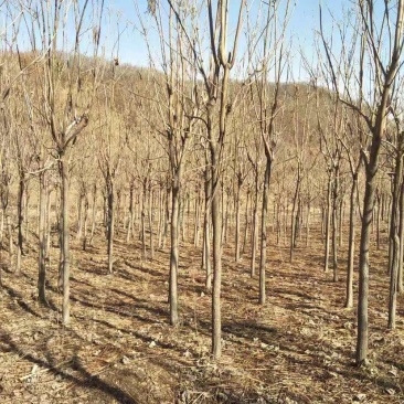 梧桐树8-10公分