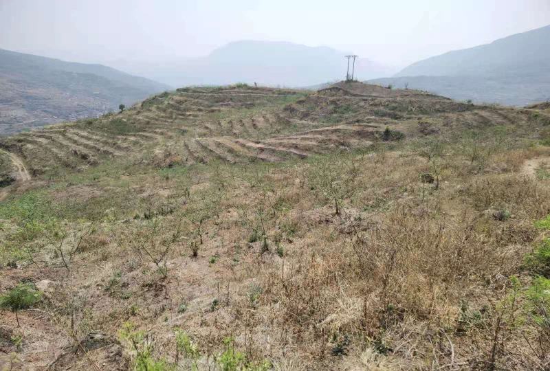 200亩挂果青花椒基地