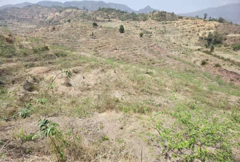 200亩挂果青花椒基地