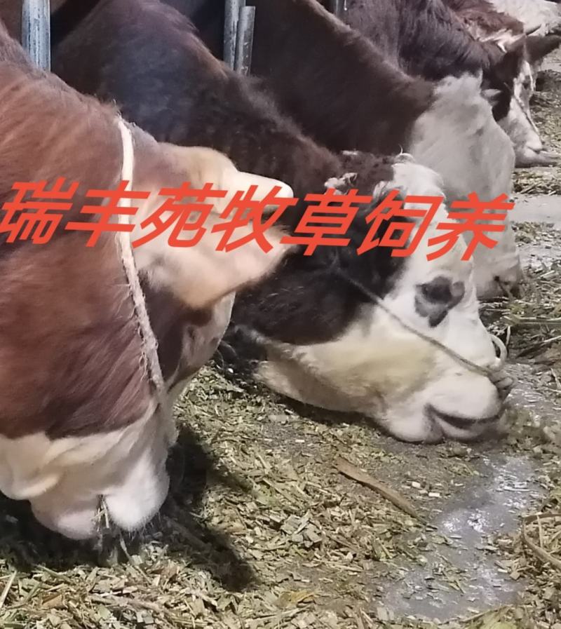 压块青储饲料牛羊畜牧草饲料优质牧草巨菌草青储草料