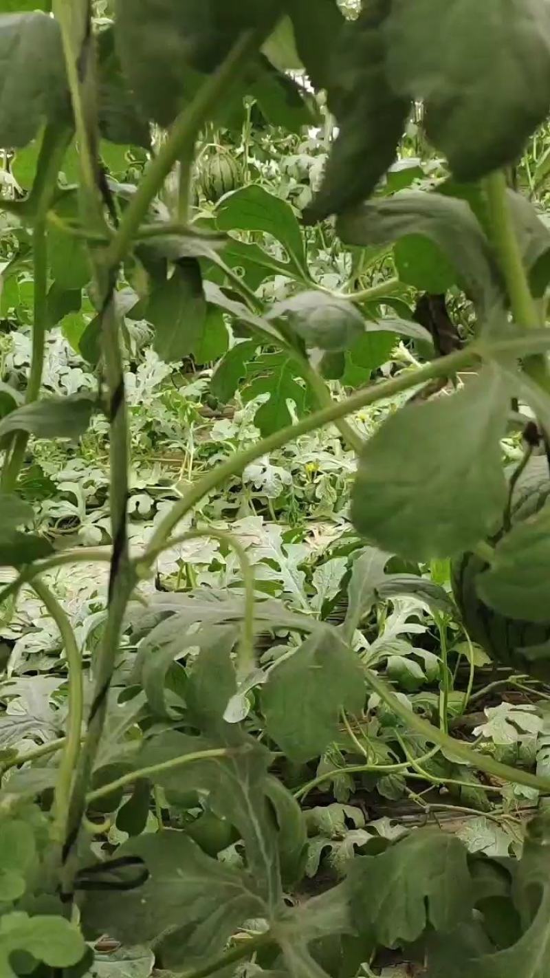 小糖丸全美2k西瓜，2k西瓜产地批发，皮薄，13糖分以上