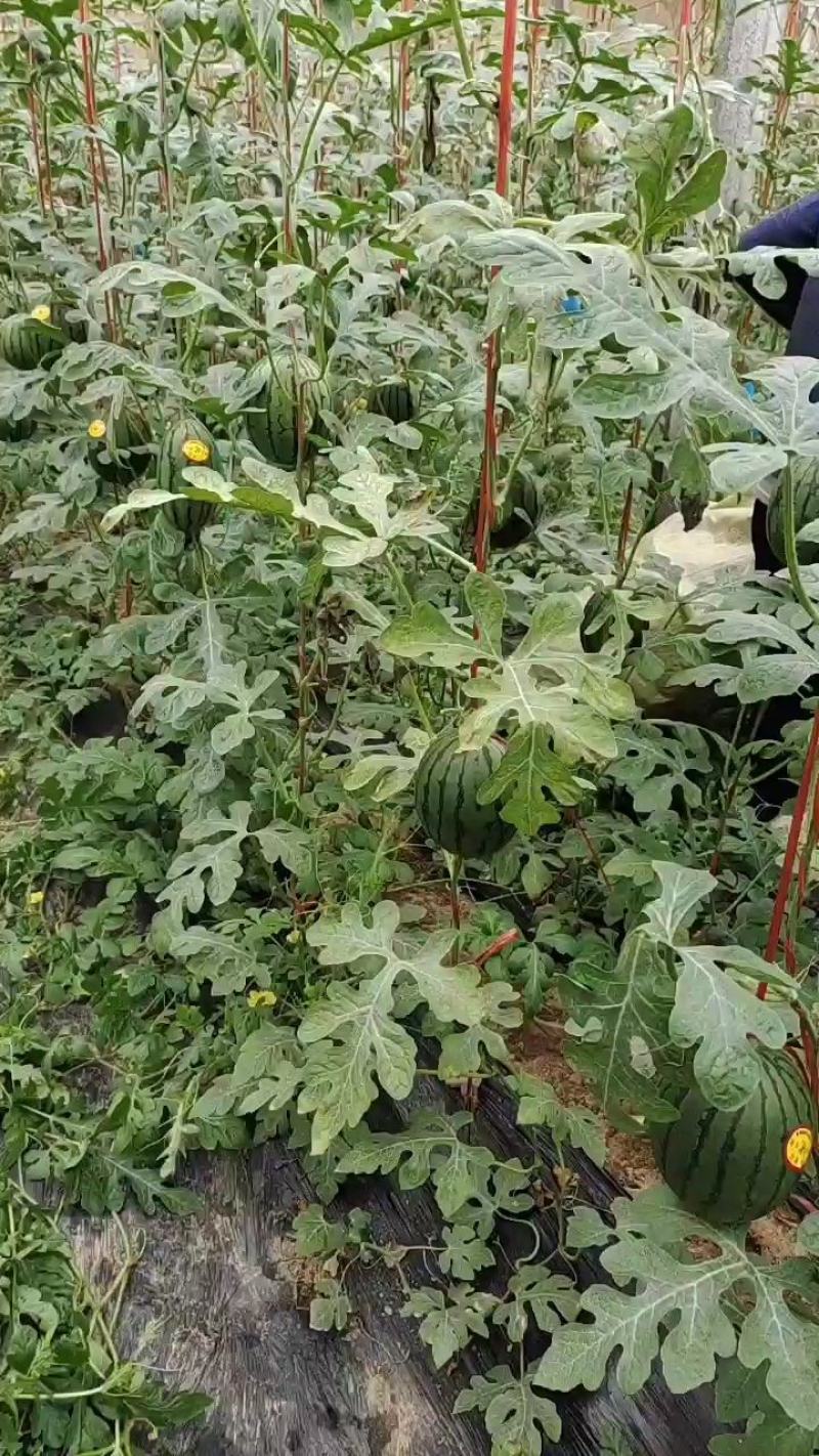 小糖丸全美2k西瓜，2k西瓜产地批发，皮薄，13糖分以上