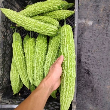 珍珠苦瓜苗（刺瘤型，大棚种植更出色），欢迎来电咨询