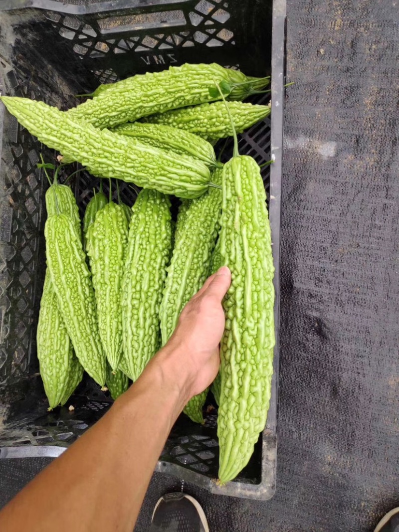 珍珠苦瓜苗（刺瘤型，大棚种植更出色），欢迎来电咨询