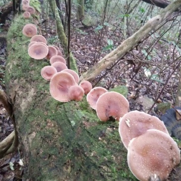 金秀大瑶山山咔咔香菇