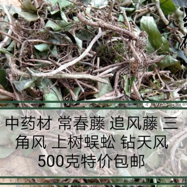 中药材.常春藤.追风藤.三角风.上树蚣野生自然晒干无硫