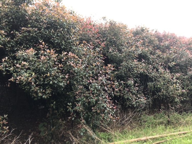 ‘红国王’红枫在高端住宅庭院中的实景应用