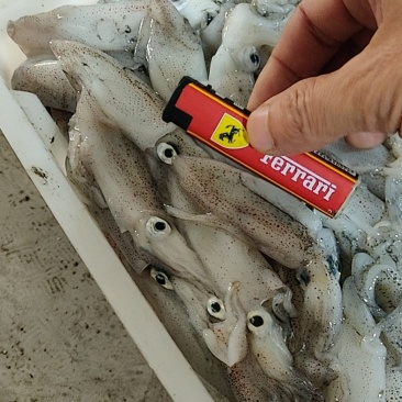 北部湾鱿鱼，当晚水鱿，托鱿，一口管