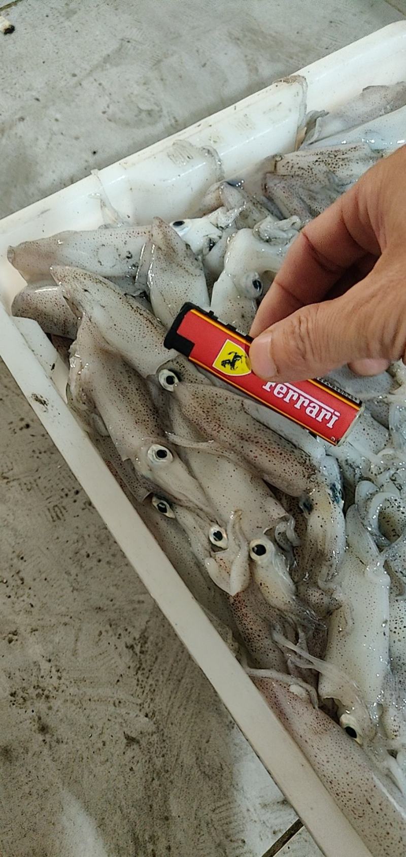 北部湾鱿鱼，当晚水鱿，托鱿，一口管