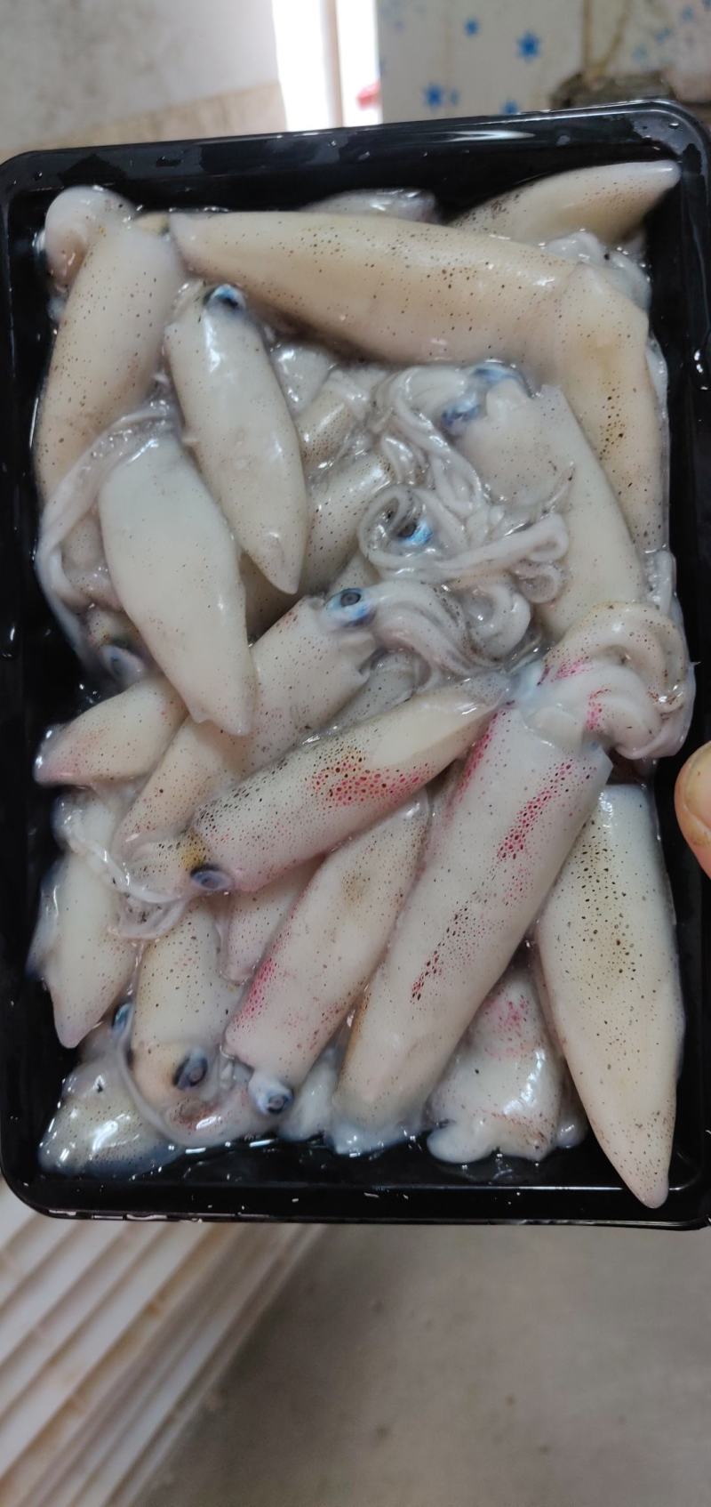 北部湾鱿鱼，当晚水鱿，托鱿，一口管