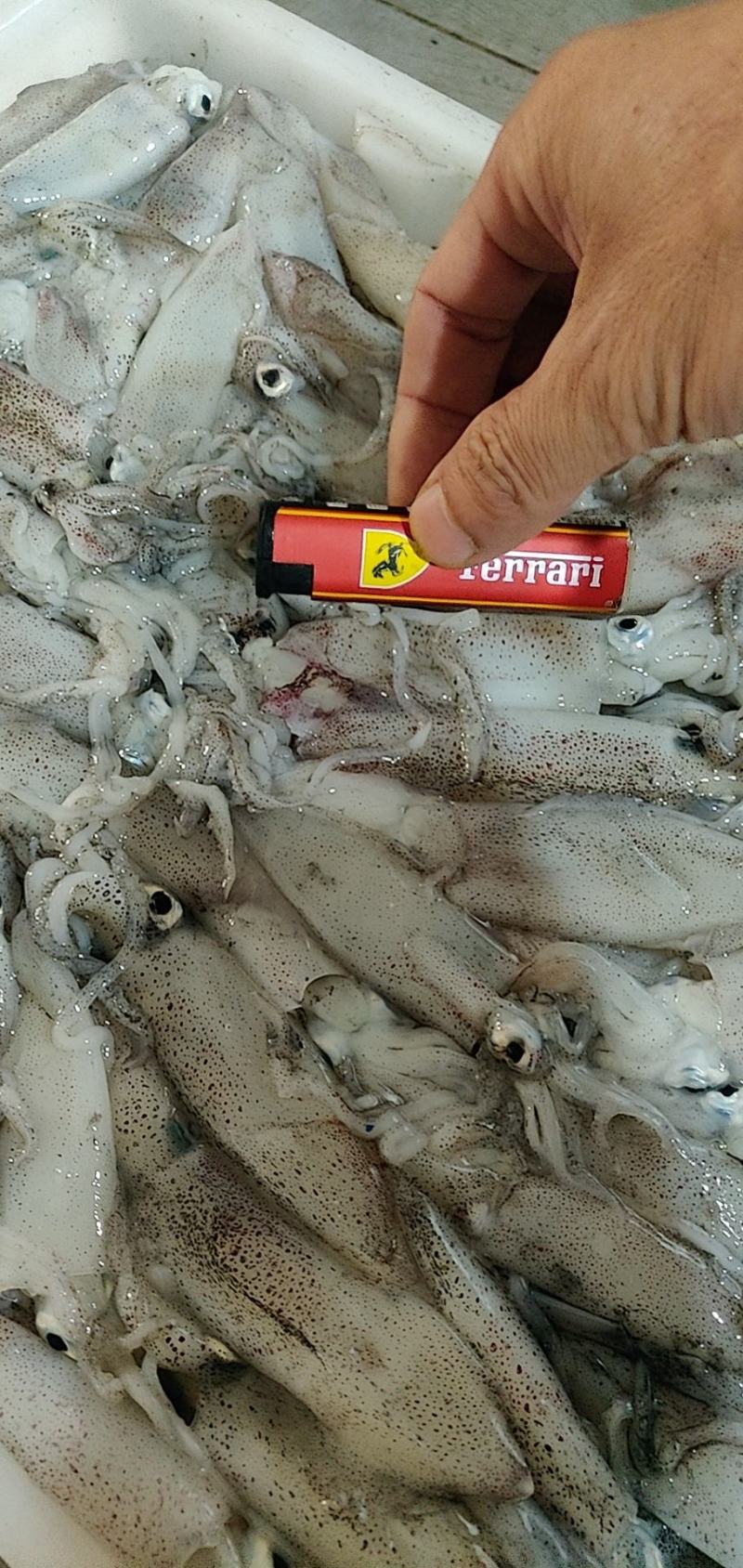 北部湾鱿鱼，当晚水鱿，托鱿，一口管