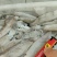 北部湾鱿鱼，当晚水鱿，托鱿，一口管