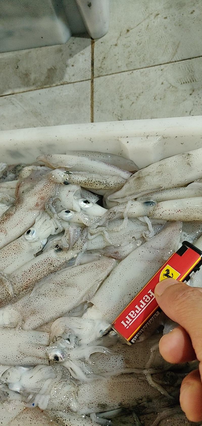 北部湾鱿鱼，当晚水鱿，托鱿，一口管