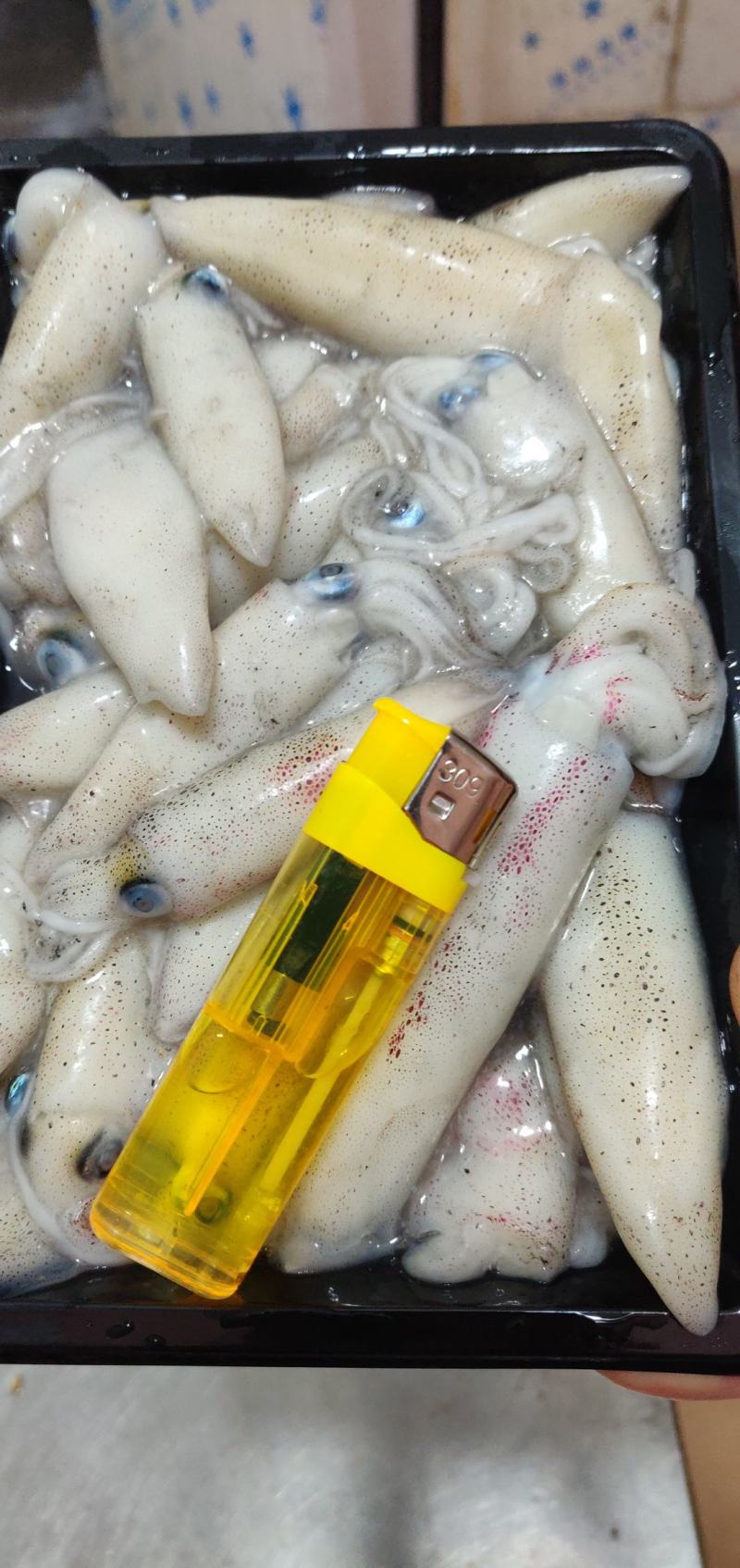 北部湾鱿鱼，当晚水鱿，托鱿，一口管