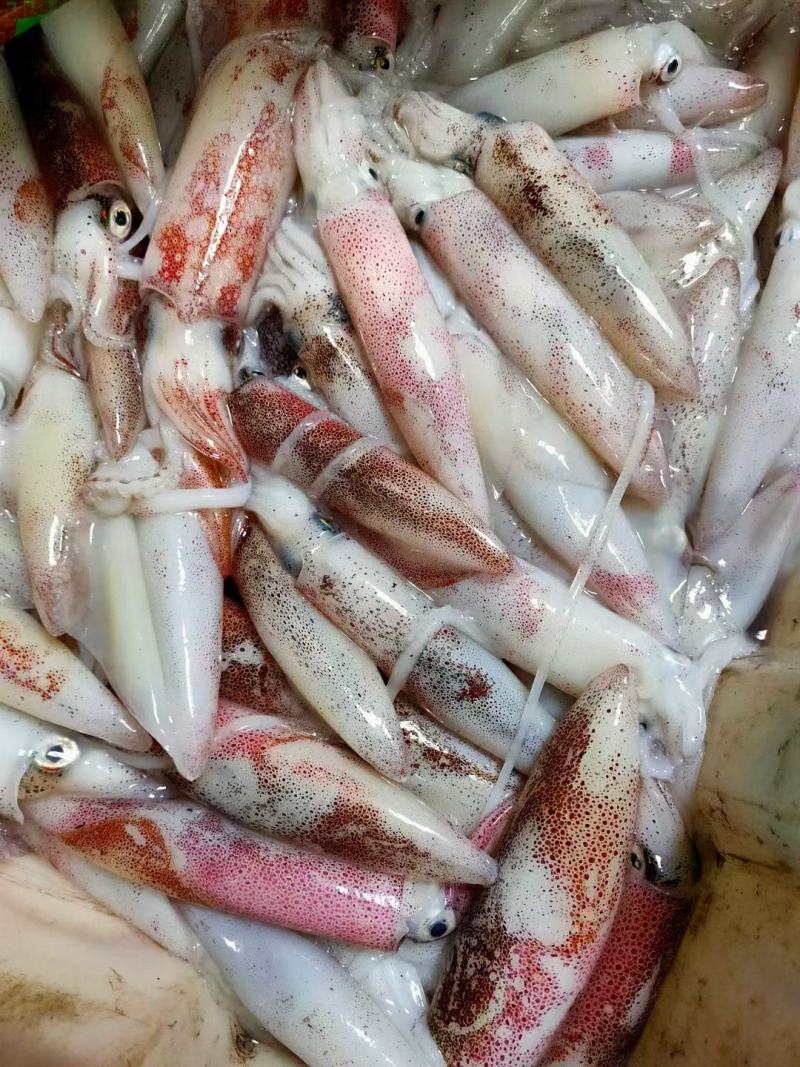 北部湾鱿鱼，当晚水鱿，托鱿，一口管