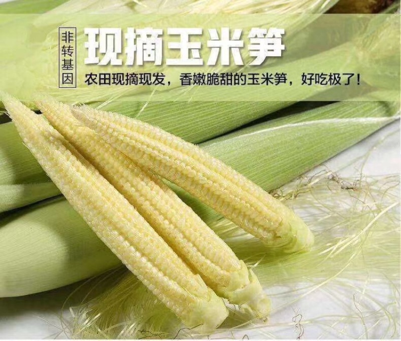 玉米笋大量对接平台、商超支持一件代发、