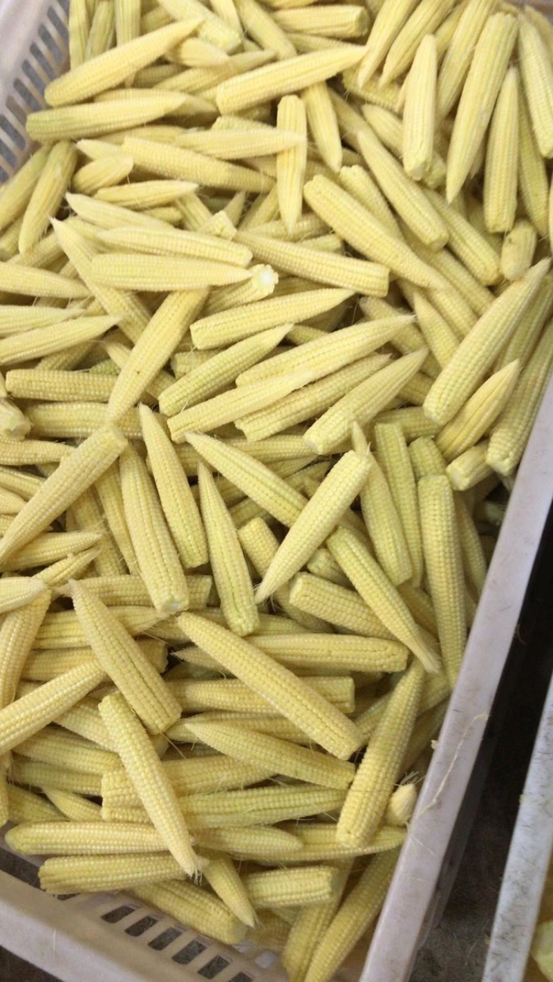 玉米笋大量对接平台、商超支持一件代发、