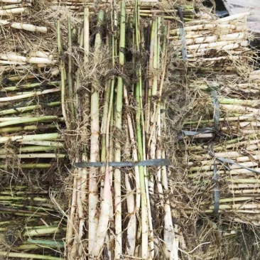 绿景水生专业种植芦苇苗，承揽各种绿化工程