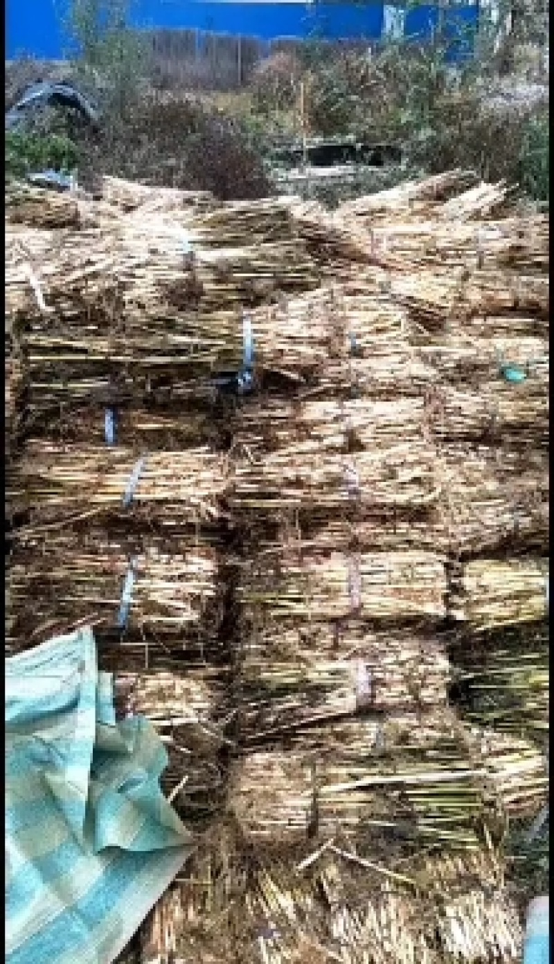 绿景水生专业种植芦苇苗，承揽各种绿化工程