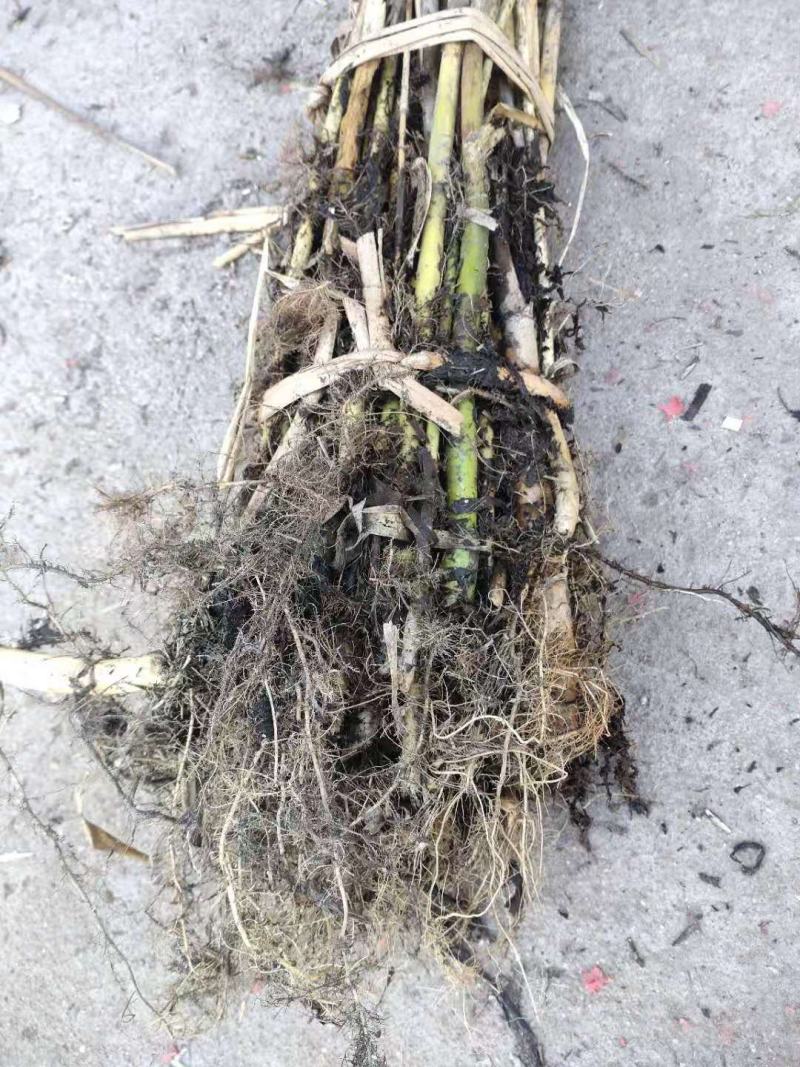 绿景水生专业种植芦苇苗，承揽各种绿化工程