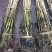绿景水生专业种植芦苇苗，承揽各种绿化工程