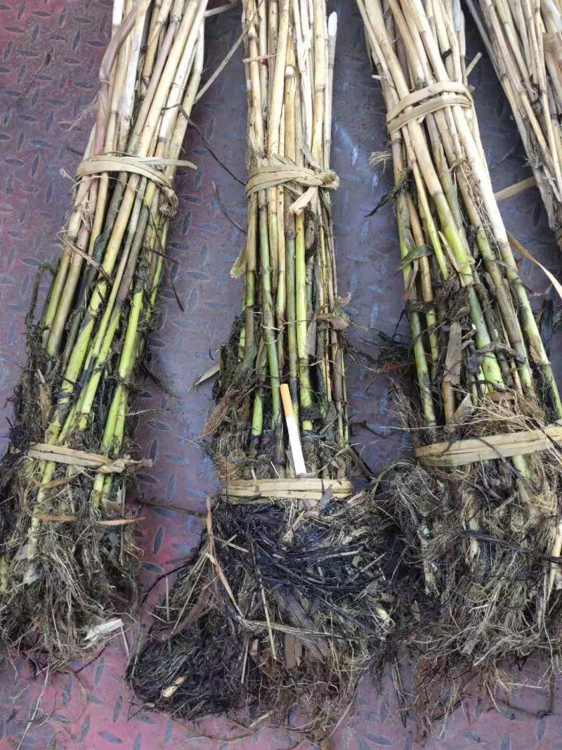 绿景水生专业种植芦苇苗，承揽各种绿化工程