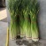 蒜臺白帽蒜苔红帽蒜臺可加工精品小把提供大型冷库
