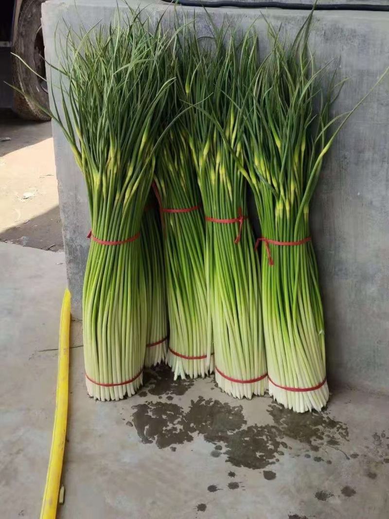 蒜臺白帽蒜苔红帽蒜臺可加工精品小把提供大型冷库
