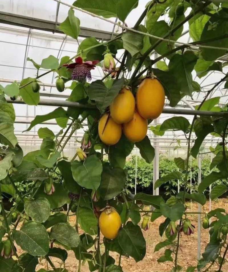香蜜百香果苗嫁接特大香蜜百香果树果苗爬藤一斤一个纯甜四季