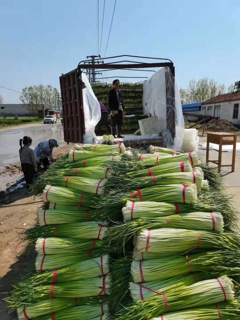 蒜臺白帽蒜苔红帽蒜臺可加工精品小把提供大型冷库